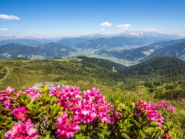 Sommerurlaub in Flachau, Sommerliftbetrieb aufs Grießenkar